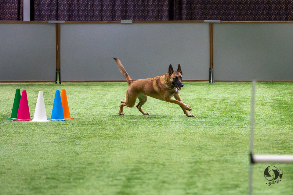 belgianpaimenkoira malinois kiertää kartioita
