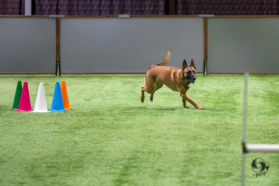 belgianpaimenkoira malinois kiertää kartioita