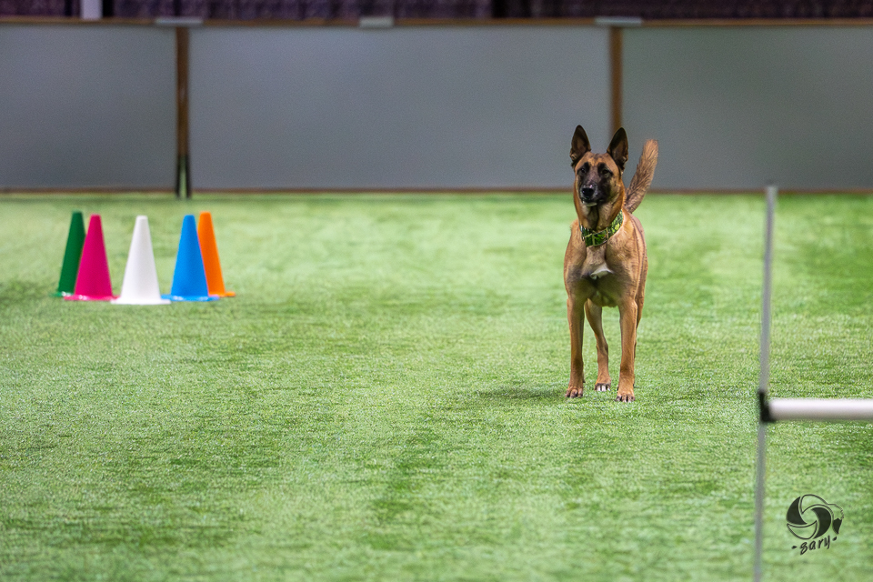 belgianpaimenkoira malinois seisoo kierron jälkeen