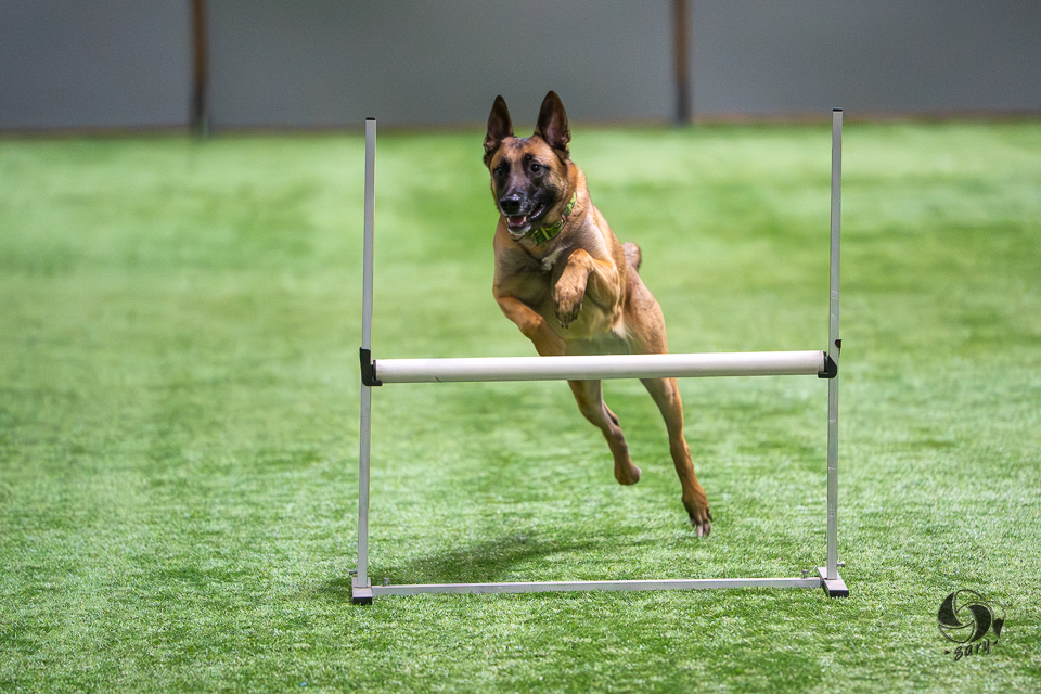 belgianpaimenkoira malinois hyppää avohypyn