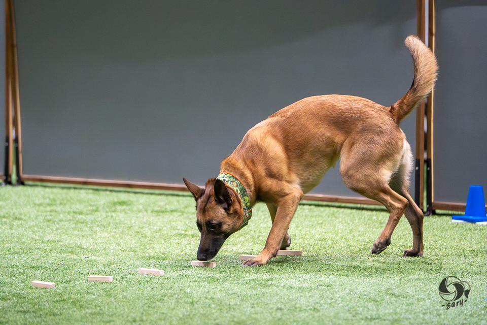 belgianpaimenkoira malinois nuuskiin tunnistusnoudon esineitä