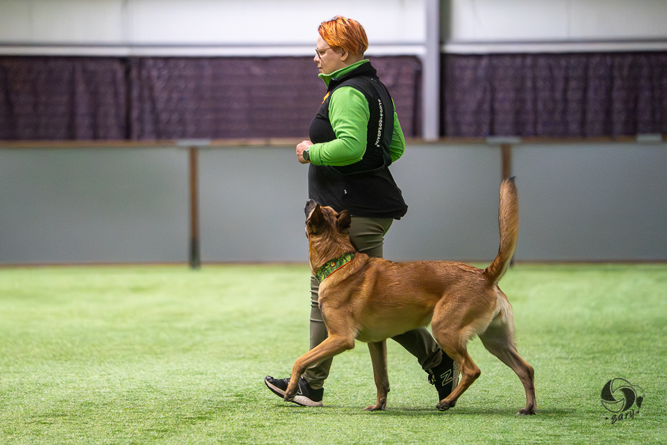 belgianpaimenkoira malinois seuraa