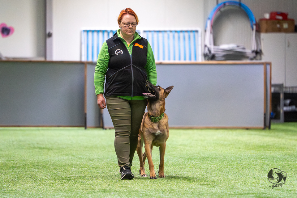 belgianpaimenkoira malinois seuraa