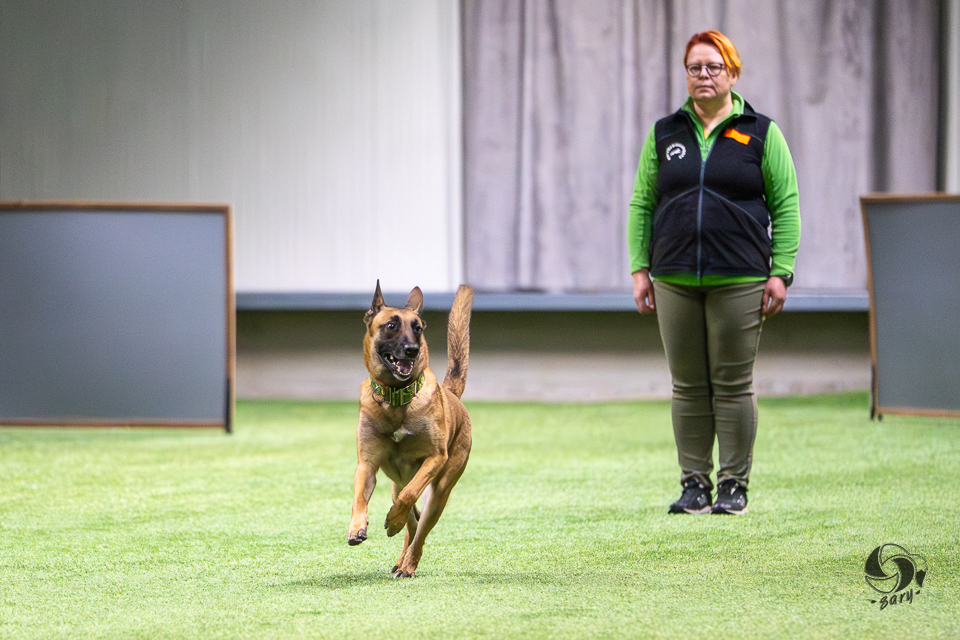 belgianpaimenkoira malinois juoksee eteenpäin