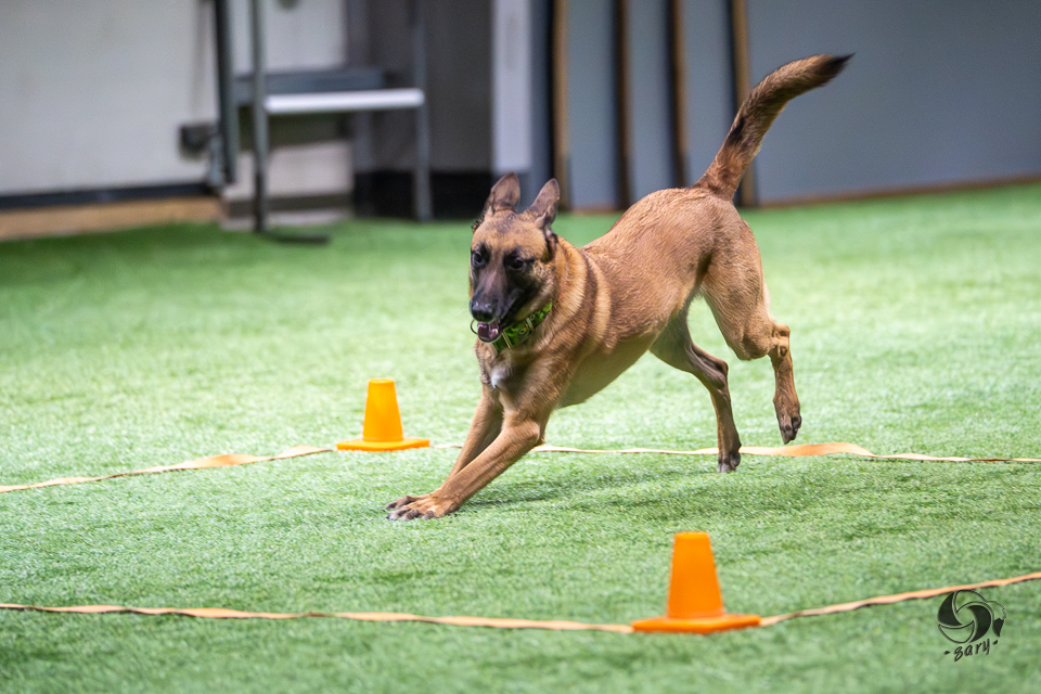belgianpaimenkoira malinois juoksee ruutuun