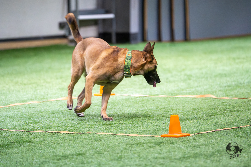 belgianpaimenkoira malinois juoksee ruutuun