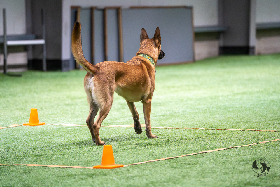 belgianpaimenkoira malinois pysähtyy ruutuun
