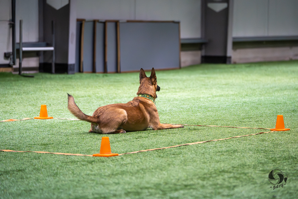 belgianpaimenkoira malinois pysähtyy ruutuun