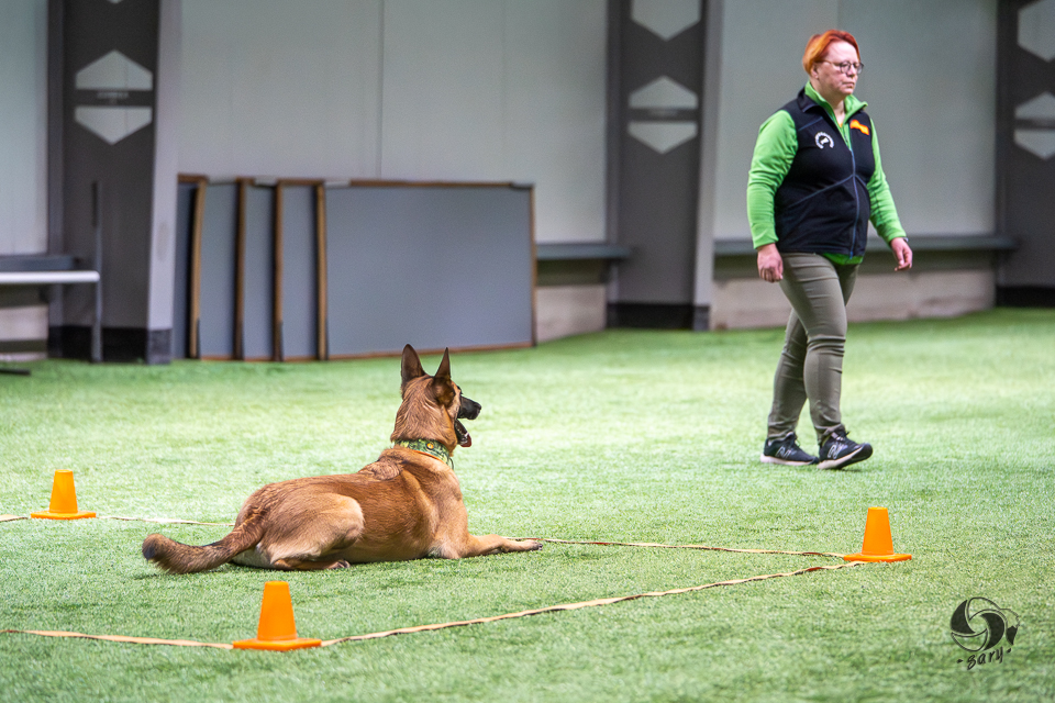belgianpaimenkoira malinois pysähtyy ruutuun