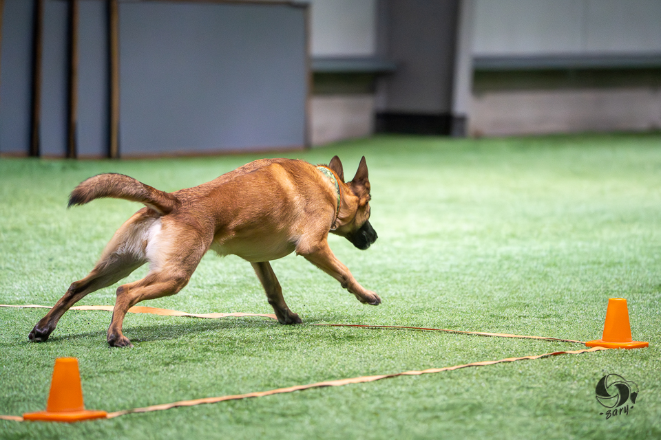 belgianpaimenkoira malinois lähtee ruudusta