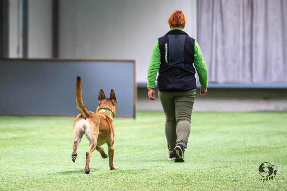 belgianpaimenkoira malinois juoksee ohjaajan vierelle