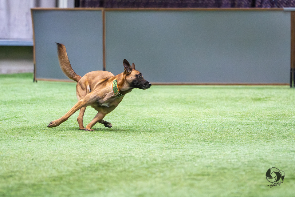 belgianpaimenkoira malinois kääntyy