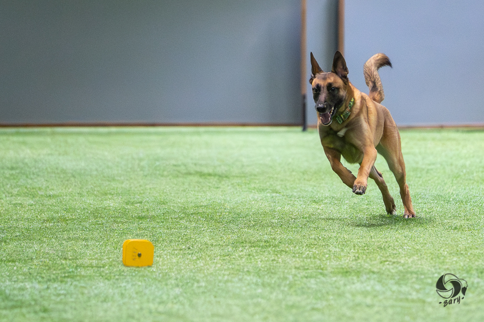 belgianpaimenkoira malinois juoksee noutokapulalle