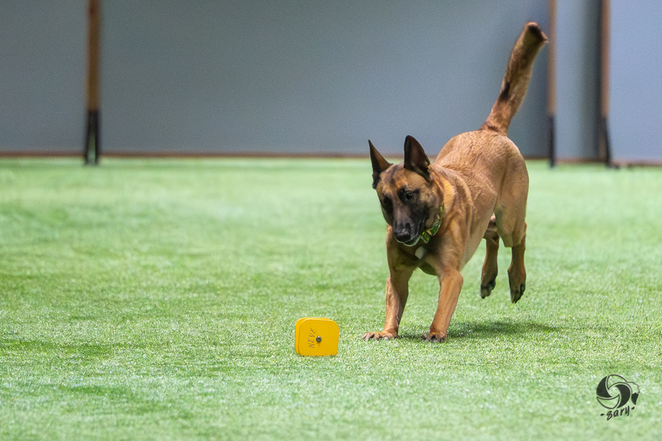 belgianpaimenkoira malinois juoksee noutokapulalle