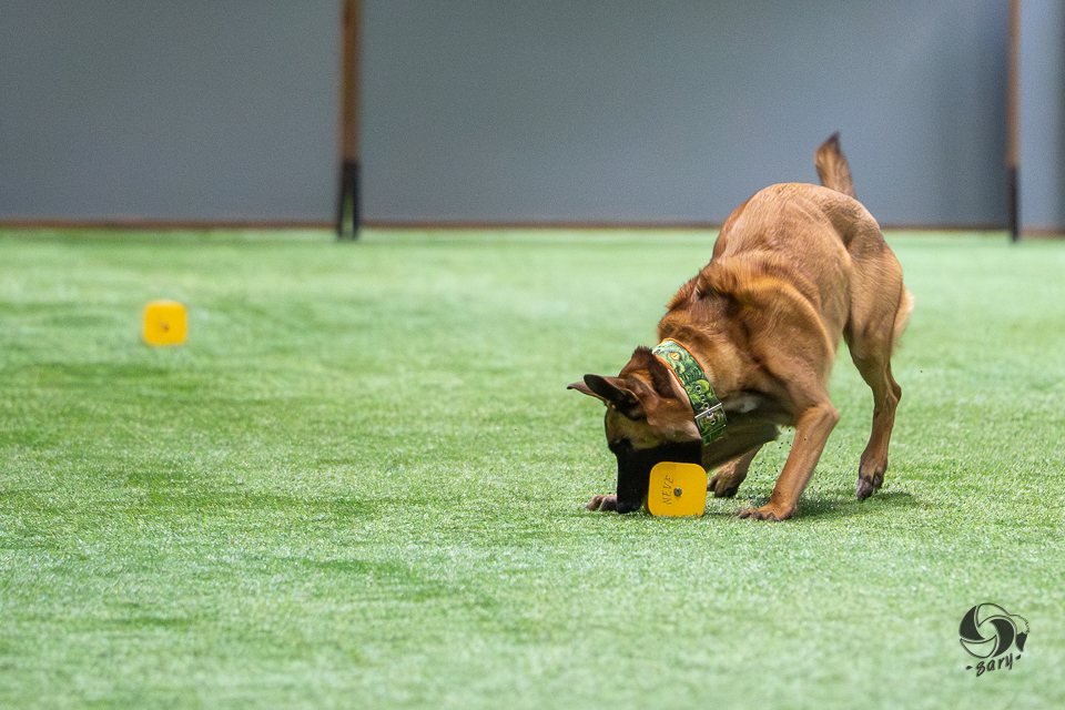 belgianpaimenkoira malinois ottaa noutokapulan