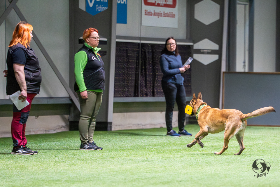 belgianpaimenkoira malinois tuo noutokapulan